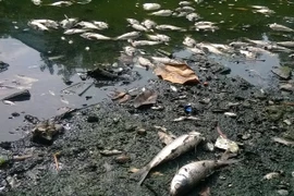 [Photo] Cá chết hàng loạt "phơi trắng" Hồ Thiền Quang 