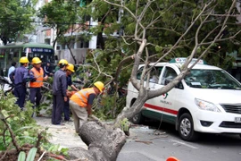 Cây đổ gây thiệt hại: Vẫn được coi là sự cố không may