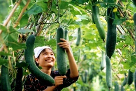 GAP cơ bản: Giải pháp giúp nông dân sản xuất rau an toàn 