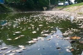 Hà Nội: Cần tổ chức lại bộ máy quản lý các "lá phổi" của thành phố