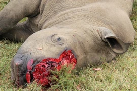 Bản lĩnh của người đàn ông Việt không tới từ mảnh sừng tê giác