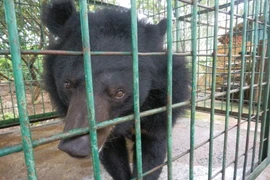 Thêm một cá thể được trở về “ngôi nhà” gấu lớn nhất Việt Nam