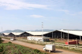 “Không để người dân sống gần khu vực chăn nuôi bò sữa”