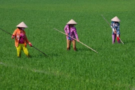 Phát triển sinh kế giúp nông dân ứng phó biến đổi khí hậu 