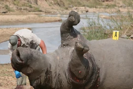 Cận cảnh những vụ giết hại tàn nhẫn tê giác ở Nam Phi