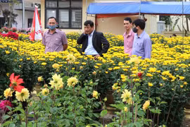 Người dân chọn mua hoa, cảnh Tết ở chợ hoa Xuân tại thành phố Đông Hà. (Ảnh: Nguyên Lý/TTXVN)