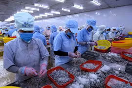 Chế biến tôm xuất khẩu. (Ảnh: Vũ Sinh/TTXVN)