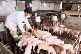 Chăm sóc đàn lợn thịt hơn 1 tháng tuổi tại một trang trại. (Ảnh: Vũ Sinh/TTXVN)