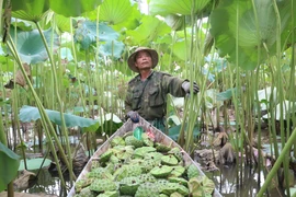 [Photo] Những cánh đồng sen ở Hà Nam vào mùa thu hoạch