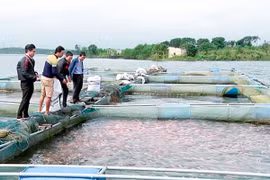 Cần Thơ thả 30.000 cá giống tái tạo nguồn lợi thủy sản