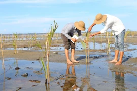 Người dân chăm sóc rừng ngập mặn trồng mới ở khu vực Rú Chá, xã Hương Phong, thị xã Hương Trà, tỉnh Thừa Thiên-Huế. (Ảnh: Hồ Cầu/TTXVN)