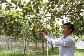 Thạc sỹ Nguyễn Văn Chính, Giám đốc Trung tâm bảo vệ thực vật - Viện nghiên cứu Bông và Phát triển nông nghiệp Nha Hố kiểm tra vườn táo giống TN-05. (Ảnh: Nguyễn Thành/TTXVN)