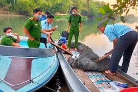 Lực lượng chức năng kiểm đếm số tang vật vừa phát hiện, thu giữ. (Ảnh: Công Mạo/TTXVN)