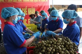 Đại diện lãnh đạo Sở Nông nghiệp và Phát triển Nông thôn Hải Dương và thành phố Chí Linh chứng kiến việc thu hái và sơ chế nhãn xuất khẩu. (Ảnh: Mạnh Minh/TTXVN)