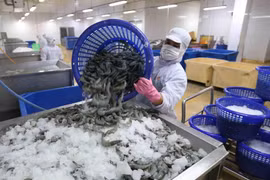 Vận chuyển tôm nguyên liệu vào nhà máy chế biến sản phẩm tôm xuất khẩu tại nhà máy của Tập đoàn Thủy sản Minh Phú tỉnh Cà Mau. (Ảnh: Vũ Sinh/TTXVN)