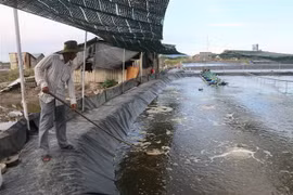 Mô hình nuôi tôm. (Ảnh minh họa. Hoàng Nhị/TTXVN)