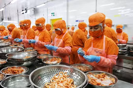 Chế biến tôm xuất khẩu tôm của Công ty Trách nhiệm hữu hạn Thông Thuận-Chi nhánh Ninh Thuận. (Ảnh: Công Thử/TTXVN)