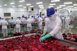 Công nhân tại Nhà máy Lavifood (Bến Lức, Long An) thực hiện công đoạn chế biến trái thanh long. (Ảnh: Bùi Giang/TTXVN)