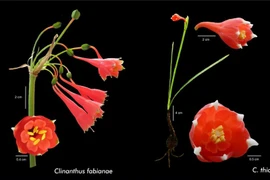 Phát hiện loài loa kèn đỏ mới có thể sinh trưởng tại sa mạc ven biển