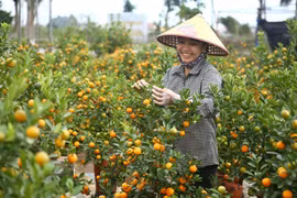 Chăm sóc quất cảnh phục vụ dịp Tết Nguyên đán Canh Tý 2020. (Ảnh minh họa. Minh Quyết/TTXVN)