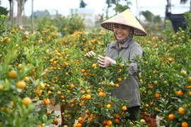 Chăm sóc quất cảnh phục vụ dịp Tết Nguyên đán Canh Tý 2020. (Ảnh minh họa. Minh Quyết/TTXVN)