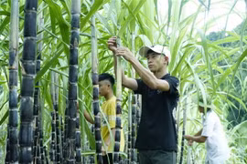 (Ảnh: Xuân Tư/TTXVN)