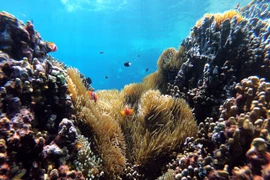 Ảnh minh họa. (Nguồn: indonesiaexpat.biz)