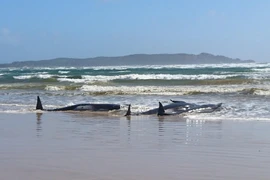 Cá voi mắc cạn ở khu vực bãi cát thuộc cảng Macquarie trên bờ biển miền tây Tasmania, ngày 21/9/2020. (Ảnh: AFP/TTXVN)