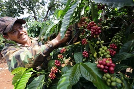Nông dân xã Ia Kla, huyện Đức Cơ (Gia Lai) chăm sóc vườn cà phê. Xuất khẩu càphê của Việt Nam mỗi năm đạt kim ngạch trên 2 tỷ USD. (Ảnh: TTXVN)