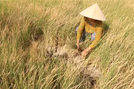Nhiều diện tích lúa bị thiệt hại do hạn mặn. (Ảnh minh họa. Thanh Bình/TTXVN)