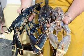 Ảnh minh họa. (Nguồn: The Irish Times)