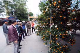Người dân tham quan và mua cây quất cảnh chuẩn bị cho Tết. (Ảnh: Phạm Kiên/TTXVN)