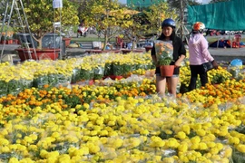 Chiều 10/2/2021 (tức 29 Tết âm lịch), các điểm bán hoa trong nội ô thành phố Rạch Giá (Kiên Giang) có khá đông người đến mua về bày Tết. (Ảnh: Lê Huy Hải/TTXVN)