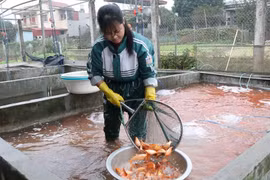 Người dân nuôi cá ở làng Thủy Trầm vui mừng vì năm nay được vựa cá lớn. (Ảnh: Tạ Toàn/TTXVN)