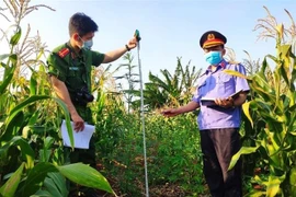Công an huyện Chư Sê phát hiện, kiểm đếm, nhổ bỏ 230 cây nghi là cây cần sa được trồng trong vườn rẫy nhà ông Hưng, tại khu vực thôn 6, xã Ia Blang, huyện Chư Sê (Gia Lai). (Ảnh: TTXVN phát)