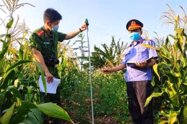 Công an huyện Chư Sê phát hiện, kiểm đếm, nhổ bỏ 230 cây nghi là cây cần sa được trồng trong vườn rẫy nhà ông Hưng, tại khu vực thôn 6, xã Ia Blang, huyện Chư Sê (Gia Lai). (Ảnh: TTXVN phát)
