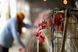 (Nguồn: ebene-magazine.com)