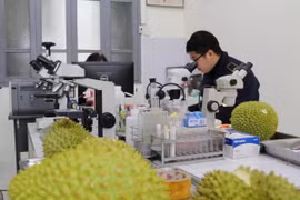 Cán bộ Trạm Kiểm dịch Thực vật cửa khẩu Hữu Nghị kiểm tra nông sản xuất khẩu. (Ảnh: Quang Duy/TTXVN)