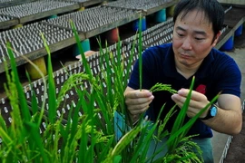 Phát hiện một loại gen lúa mới cho năng suất cao