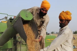 Giá lúa mỳ bật tăng do dự báo nhu cầu sẽ cải thiện