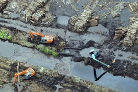 EU quan ngại về nạn phá rừng và suy thoái rừng nghiêm trọng
