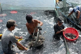 Đồng Tháp tổ chức lại ngành hàng cá tra theo Nghị định 36