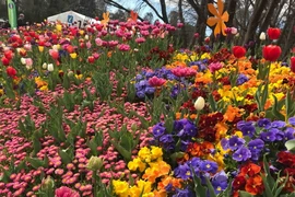 Lễ hội hoa xuân đặc sắc Floriade 2018 trưng bày hơn 1 triệu loài hoa và thực vật. (Ảnh: Khánh Linh/Vietnam+)