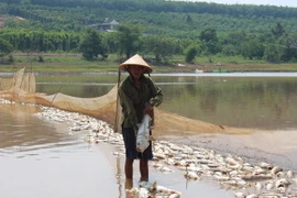 Cá chết hàng loạt tại Bình Phước. (Ảnh: K GỬIH/TTXVN)