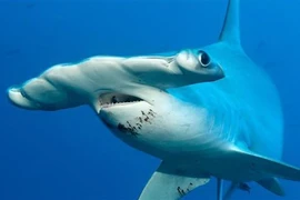 Cá mập đầu búa. (Ảnh: BBC/TTXVN)