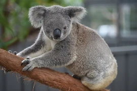 Loài gấu túi tại Port Macquarie, bang New South Wales, Australia. (Ảnh: AFP/TTXVN)