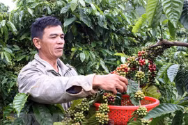 Càphê Buôn Ma Thuột được cấp quyền sử dụng chỉ dẫn địa lý. (Nguồn: TTXVN)