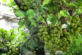 Ý nghĩa của cây sung trong ngày Tết cổ truyền ở Việt Nam 