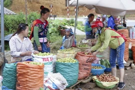 Người dân mua quả táo mèo trên đèo Pha Đin. (Ảnh: Xuân Tư/TTXVN)
