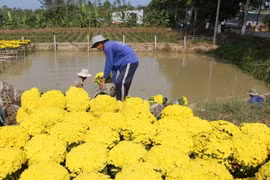 Bà con ở Làng hoa Sa Đéc thu hoạch cúc mâm xôi nở sớm. (Ảnh: Nguyễn Văn Trí/TTXVN)